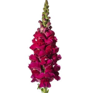 Antirrhinum majus F1 Animation Royal Purple I