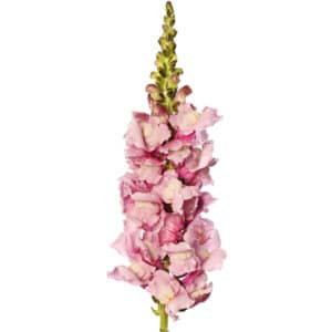 Antirrhinum majus F1 Cannes Lavender II-III