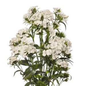 Dianthus barbatus Barbienne White