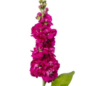 Matthiola incana (Stock) Centum Carmine