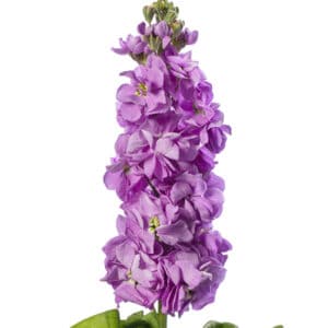 Matthiola incana (Stock) Centum Lavender