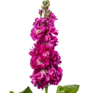 Matthiola incana (Stock) Centum Rose