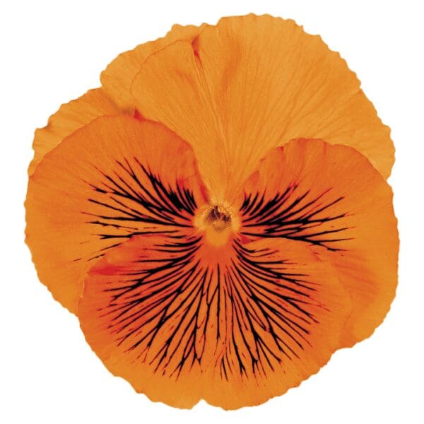 Viola wittrockiana F₁ Cats® Orange - immagine 3