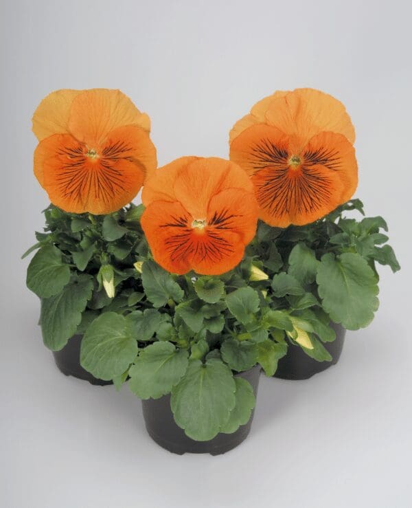 Viola wittrockiana F₁ Cats® Orange - immagine 2