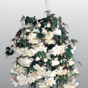 Begonia tuberhybrida F₁ Illumination® White