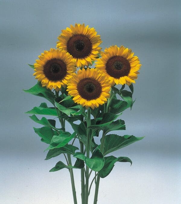 Helianthus annuus F1 (Sunflower) Sunrich Orange - Image 2