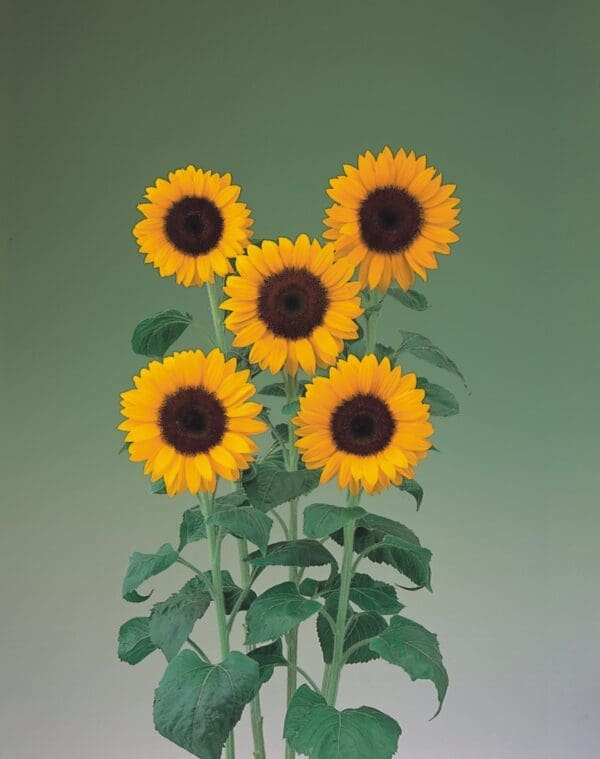 Helianthus annuus F1 (Sunflower) Sunrich Summer Orange – Bild 2