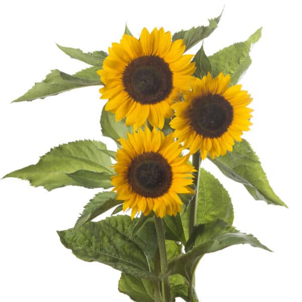 Helianthus annuus F1 (Sunflower) Sunrich Summer Orange – Bild 3