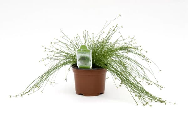 Isolepis cernua Live Wire