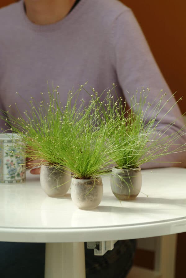 Isolepis cernua Live Wire - Imagen 2