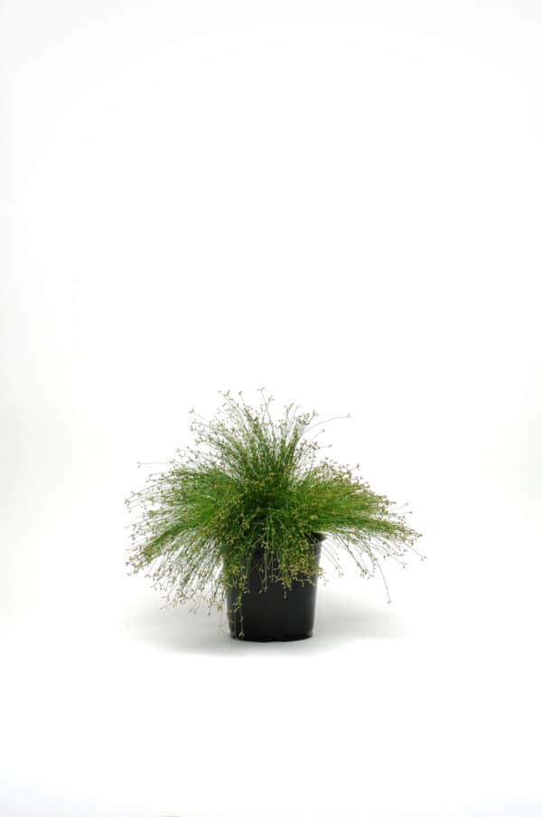 Isolepis cernua Live Wire - Imagen 3