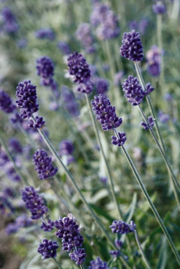 Lavandula angustifolia Vicenza - Image 2