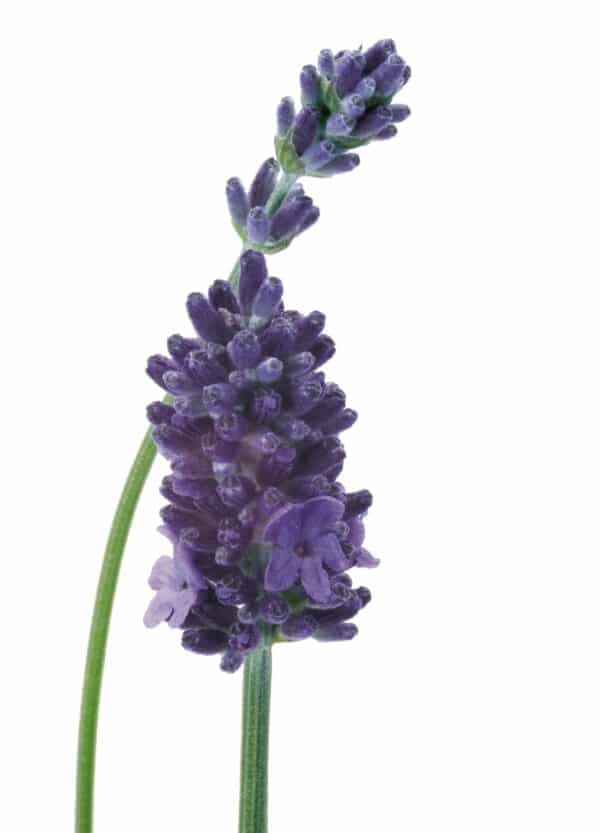 Lavandula angustifolia Vicenza - Image 3