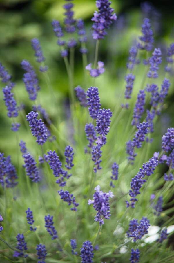 Lavandula angustifolia Vicenza - Image 4