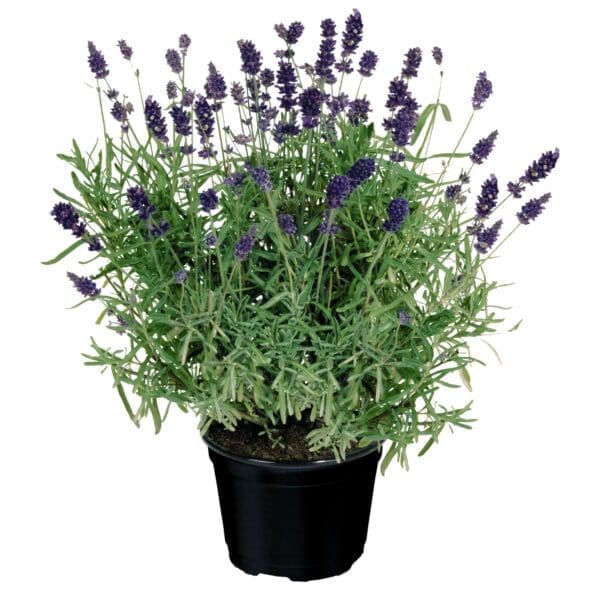 Lavandula angustifolia Vicenza