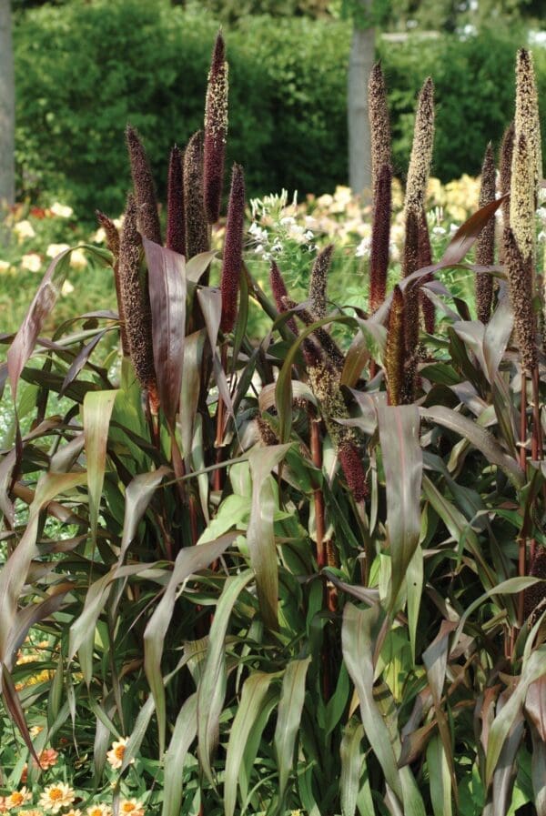 Pennisetum glaucum Jester - immagine 4