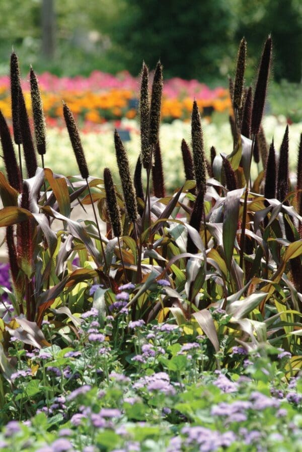 Pennisetum glaucum Jester - immagine 2