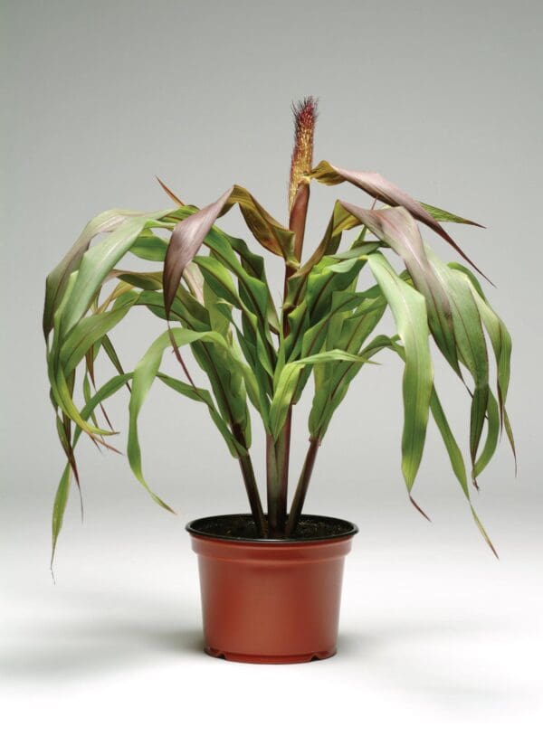 Pennisetum glaucum Jester - immagine 3
