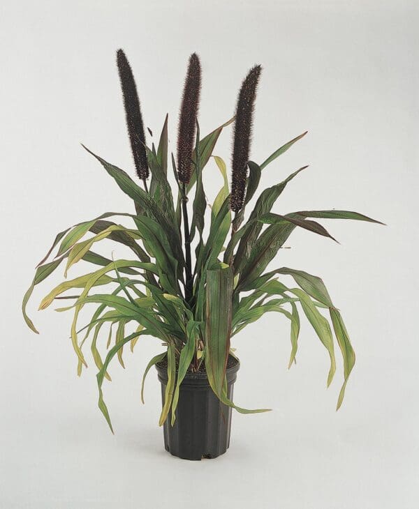 Pennisetum glaucum Purple Baron