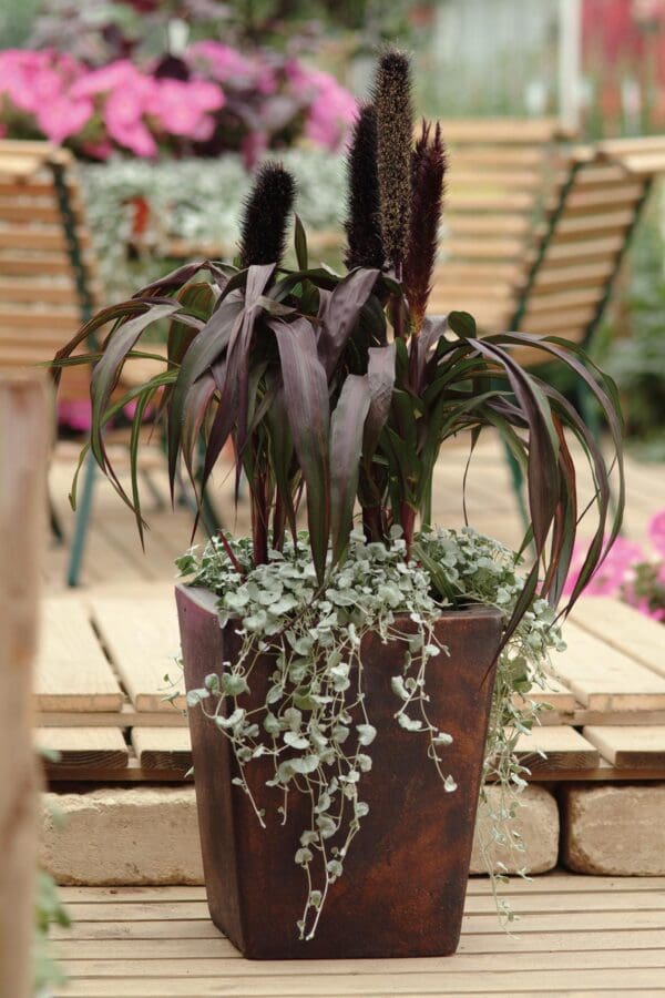 Pennisetum glaucum Purple Baron - immagine 2