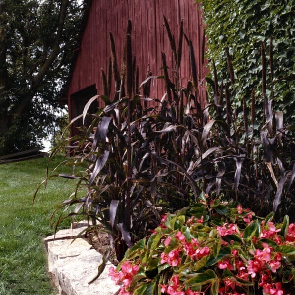Pennisetum glaucum Purple Majesty - immagine 2
