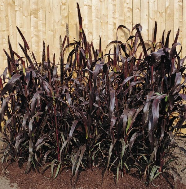 Pennisetum glaucum Purple Majesty