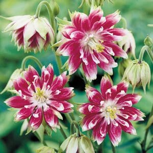 Aquilegia vulgaris Nora Barlow BIO