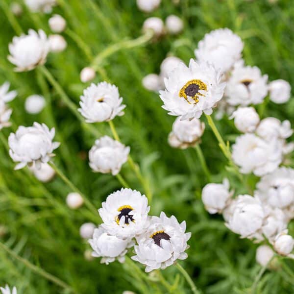 Helipterum roseum Pierrot White - Imagen 2
