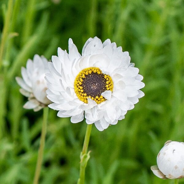 Helipterum roseum Pierrot White - Imagen 3