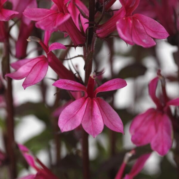 Lobelia speciosa Starship™ Rose – Bild 2