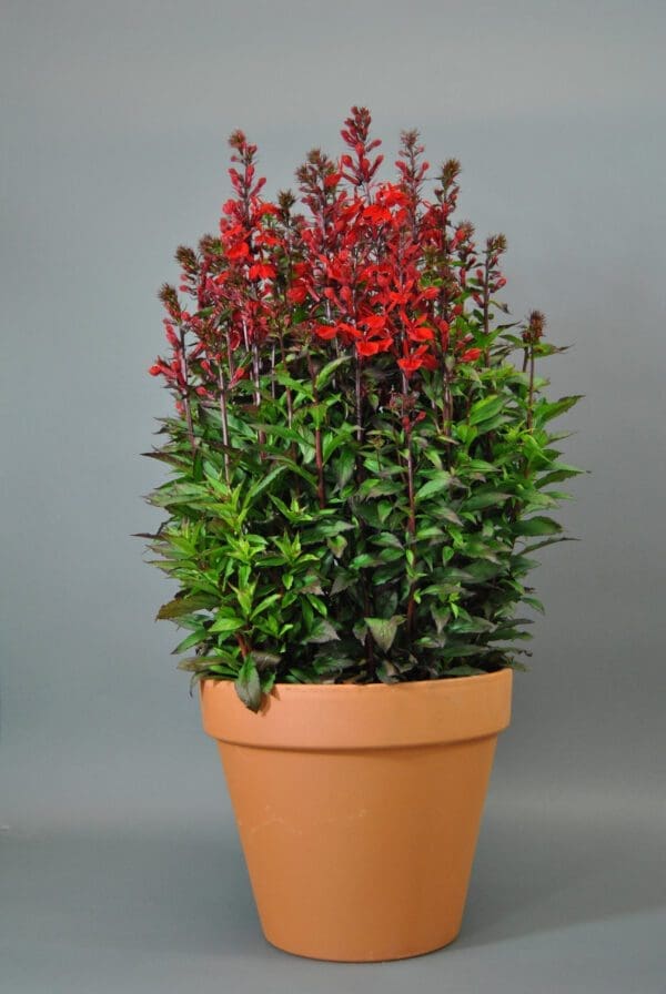 Lobelia speciosa Starship™ Scarlet – Bild 2