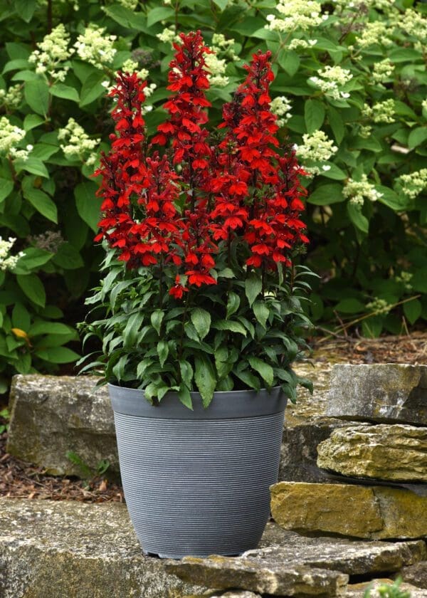 Lobelia speciosa Starship™ Scarlet – Bild 3