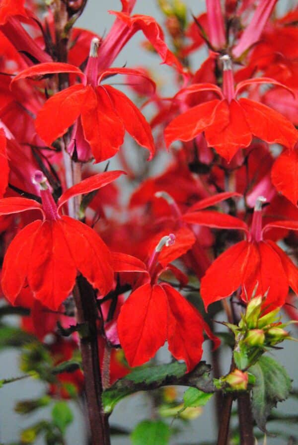 Lobelia speciosa Starship™ Scarlet – Bild 4