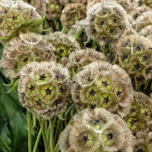 Scabiosa stellata Drumstick - Image 2
