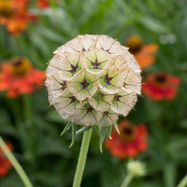 Scabiosa stellata Drumstick - Image 3