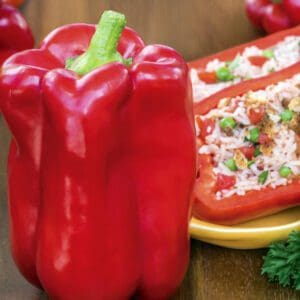 Capsicum annuum (Paprika) Stuff Enuff F1