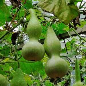 Lagenaria siceraria Xiaohulu