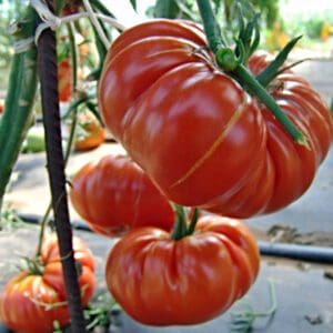 Tomato (Solanum lycopersicum) Brutus