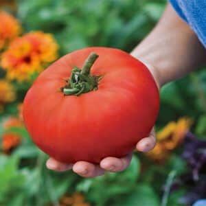 Tomato (Solanum lycopersicum) Knockout F1
