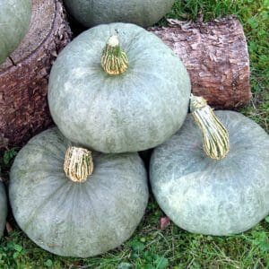 Cucurbita maxima Blue Kuri