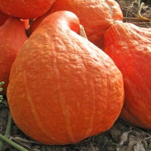 Cucurbita maxima Boston Marrow