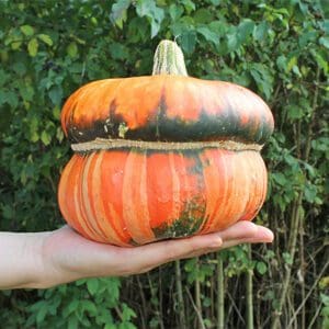 Cucurbita maxima Fungo