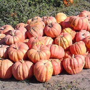 Cucurbita maxima Orange Bulldog