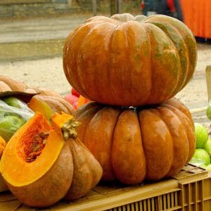 Cucurbita moschata Muscade de Provence