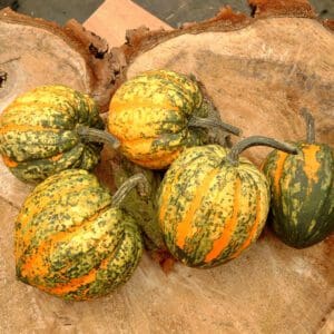 Cucurbita pepo Celebration F1