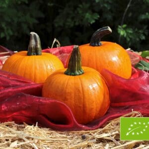 Cucurbita pepo Cinnamon Girl F1 PMT BIO