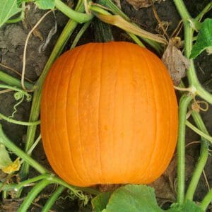 Cucurbita pepo Jack O Lantern