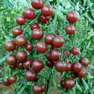 Tomato (Solanum lycopersicum) Black Opal