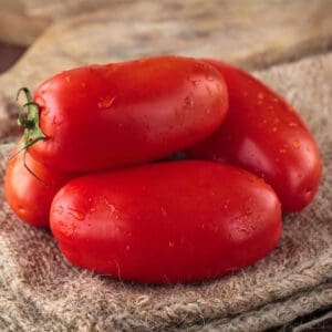 Tomato (Solanum lycopersicum) Eduardo F1