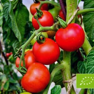 Tomato (Solanum lycopersicum) Matina BIO